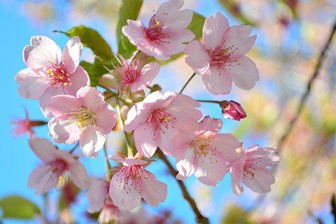 [春]湖畔の桜